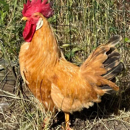 Tenuta Ca' Bella Dernice