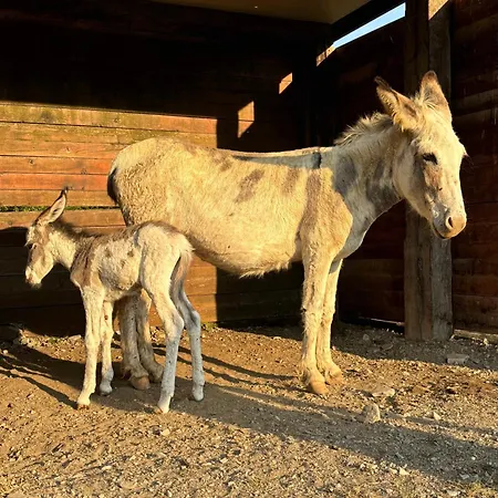 Κατάλυμα σε φάρμα Tenuta Ca' Bella Dernice