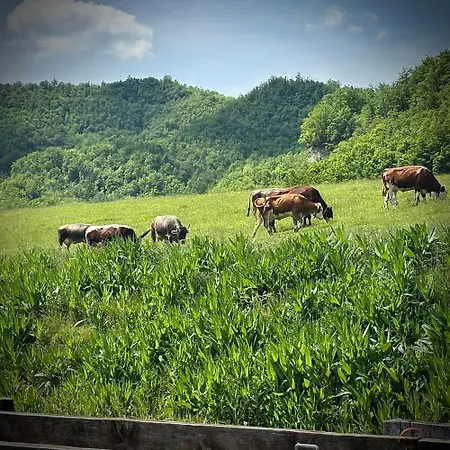 Tenuta Ca' Bella Farm stay Dernice