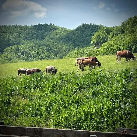 Tenuta Ca' Bella Farm stay Dernice