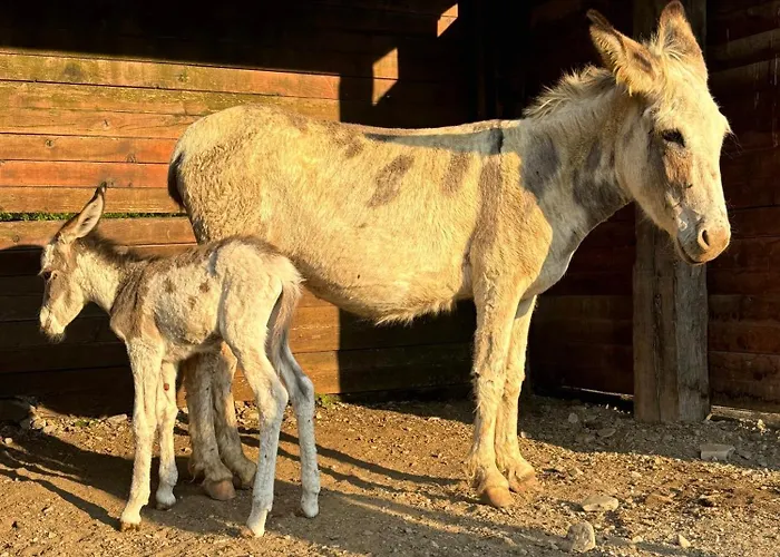 Séjour à la ferme Tenuta Ca' Bella Dernice